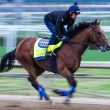 2025 kentucky derby favorities predictions